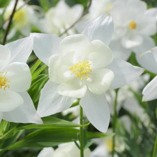 Aquil�gia 'Kristall'